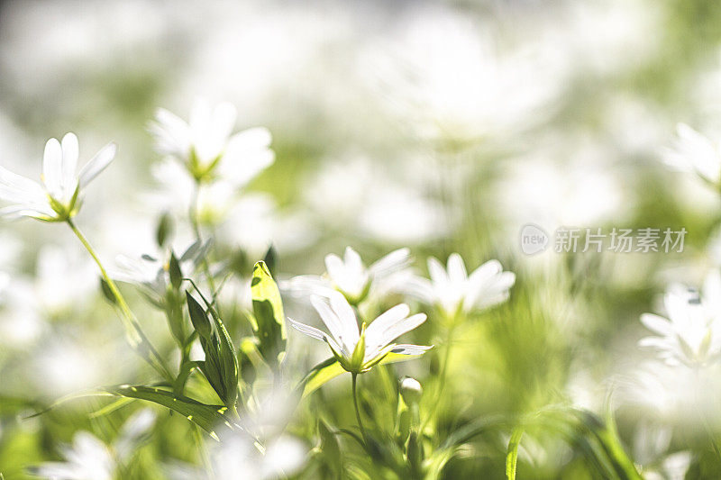 春季的鸡尾草/星夜草